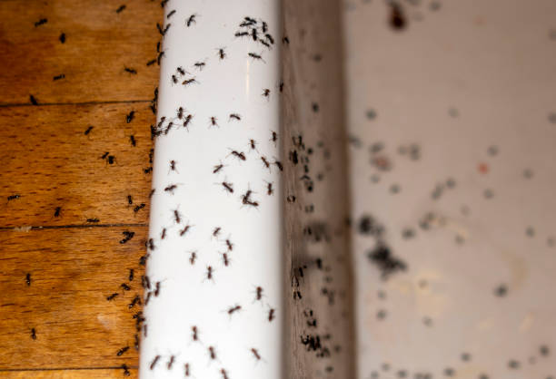 Best Bird Control  in Montgomery, IL